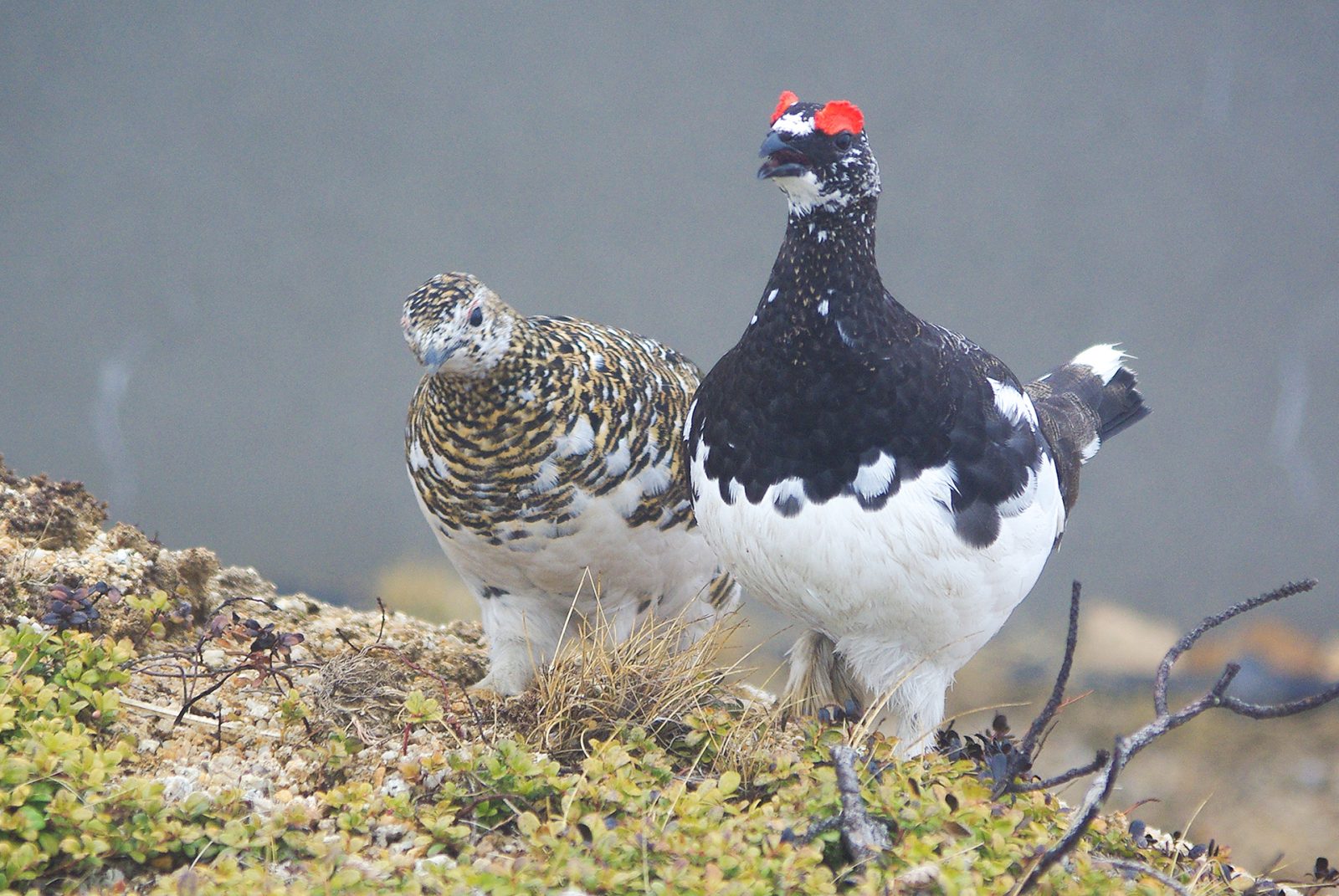 《つがい－春－》2009年